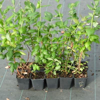 Lot de 10 plants de Myrtilles variées