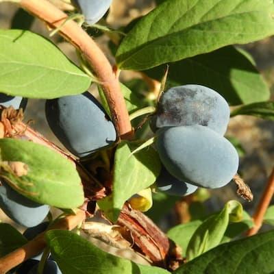 Camerisier ' SINIJ UTES® ' en Godet