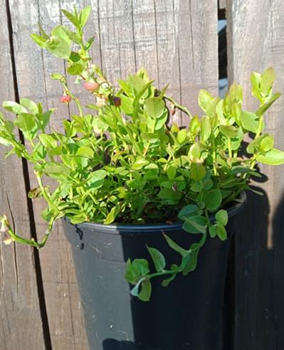 MYRTILLE SAUVAGE (VACCINIUM MYRTILLUS) en pot