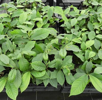 lot 50 Asiminier- triloba ' Origine du semis est Sunflower 'pot