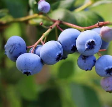 Myrtille ' BLUEGOLD ' en godet