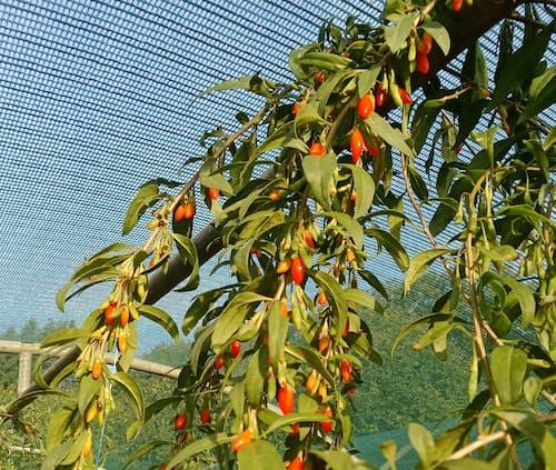 Goji ou LYCIUM BARBARUM