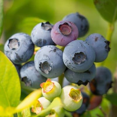 Myrtille ' BRIGITTA ' en godet