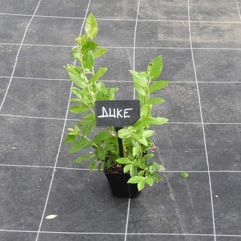 Myrtille ' DUKE ' pot de 1L3