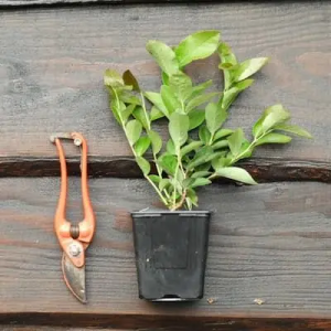 myrtille en pot