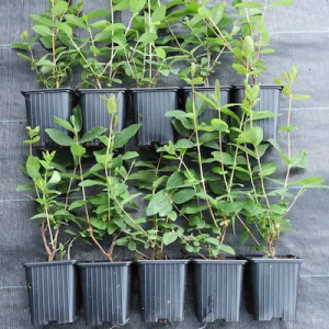 lot de plants de camerisier