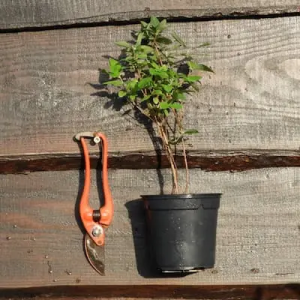 pot de camerises russes