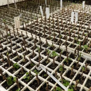 Boutures de petits fruits