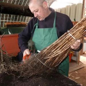 Tailles des racines nue de petits fruits