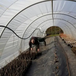 Mise en place des pots de petits fruits dans les tunnels froids